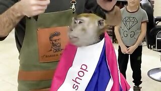 cute monkey shaving