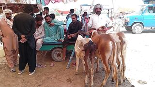 چھوٹے کھیرے وچھے| منڈی اقبال نگر