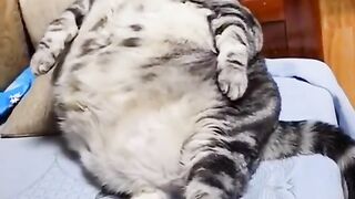 #Animal #funny #Facts #Furry #pets #Paws #Wildlife #funnyvideo #foryou #trending