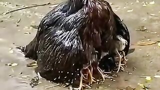 حنان الأم