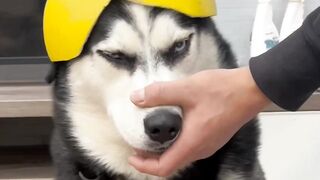 Wild Whispers: #Animal #funny #Facts #Furry #pets #Paws #Wildlife #funnyvideo #foryou #trending