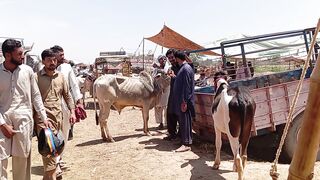 تنی کے خوبصورت بیل | منڈی اقبال نگر