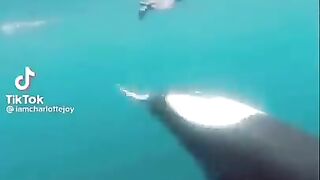 Why Orcas are The Most Disrespectful Animals on the Planet