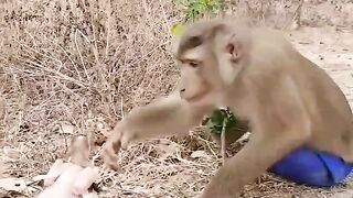 Monkey ????????????