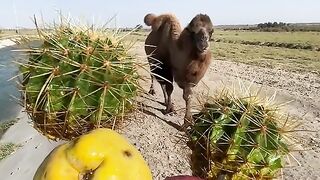 Desert camel eating cactus