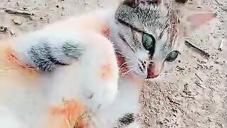 Cute Cate