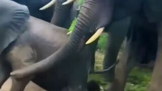 wild_elephants_angry_movement_????_#wildlife_#elephant_#shorts