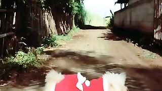 My little dog