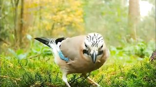 animal video#khan