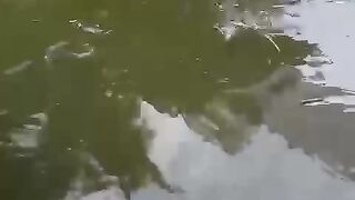 Bibit lele baru ditebar kekolam terpal