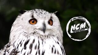 NON COPYRIGHT SOUND EFFECTS + PRANK TROLL BACKGROUND MUSIC#2