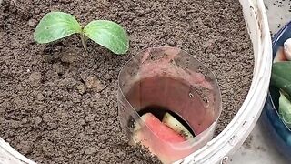 Growing Zucchini At Home 10x Yields With This Easy Trick