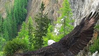 Eagle
