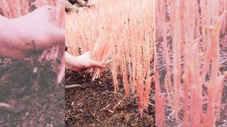 Awesome harvesting video