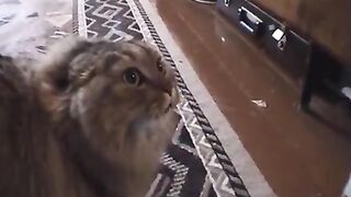 NONONONO Cat
