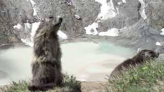 La vie secrète des Marmottes.