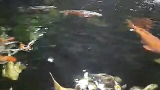 Kolam koi