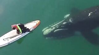 Whale in sea with a paddleboarder