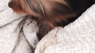 My little Princess dog ????????????