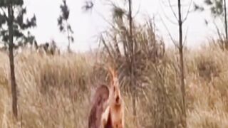 Bird prey rabbit