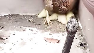King Cobra