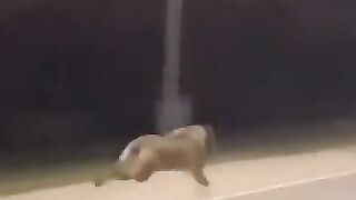 Huge Wolf running in someone's neighborhood