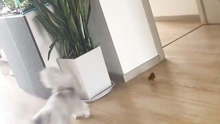 This is like an episode of Tom and Jerry