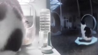 Cat Swing Swing Swing wieee