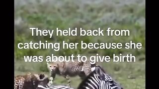 Animals showing they have a much better heart then humans !