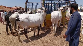 Beautiful Fateh jangi bulls  |Mandi Iqbal Nagar