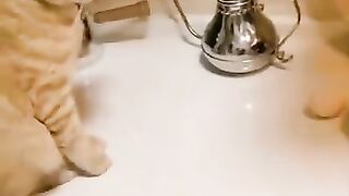 القط والبيضة و الجادبية
