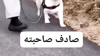 تفكر صحبتو????