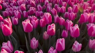 Netherlands