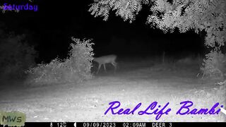 wild animals Part-1