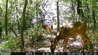 wild animals Part-2