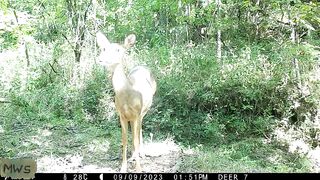 wild animals Part-3