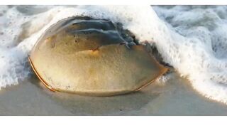 غرائب الطبيعه