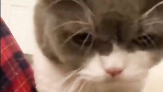 Funny animals compilation 2022????_ Try not to laughing????‖ #shorts #funnyanimals