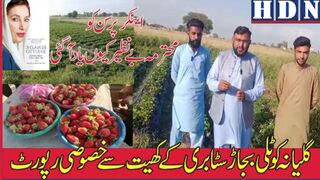 گلیانہ  کوٹلی بجاڑ سٹابری کےکھیت سے ایچ ڈی نیوز کی خصوصی رپورٹ #strawberry