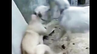 Dog Goat fighting