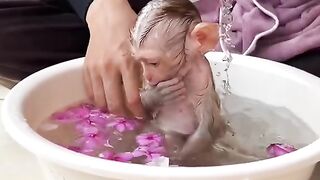 Child monkey