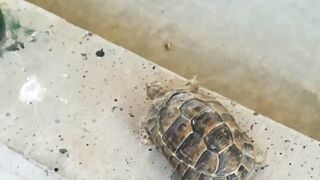 Beautiful tortoise