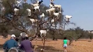 There's a place n Morocco where you can find goats perching on Argania trees' branches. Yes, goats on trees