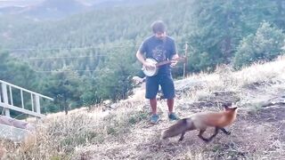 Guy plays banjo for a wild fox!