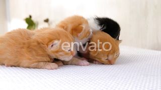 Cutie Kittens