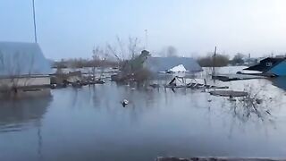 A stray dog was accidentally saved by rescue team in Uralsk, Kazakhstan during the major floods across the country.