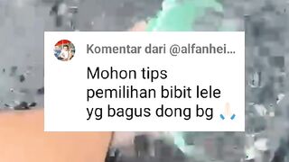 Tips cara pilih bibit lele yang berkualitas bagus