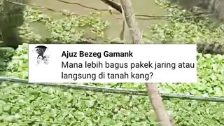 Kolam JARING KERAMBA vs KOLAM TANAH❗Mana yang lebih bagus untuk pembesaran lele❓