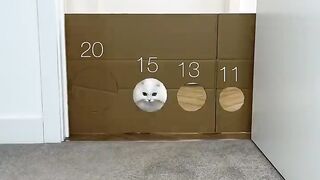 Mia vs visible wall