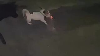The hero dog just took the blow